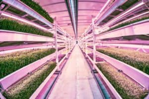 Growing Underground 4