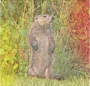 Groundhog