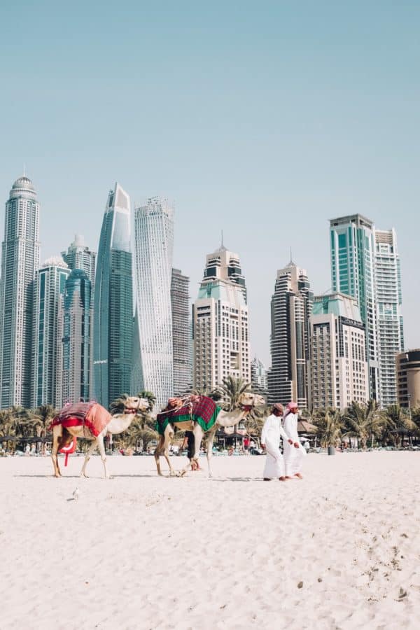 Dubai UAE Beach Camels fredrik-ohlander-unsplash